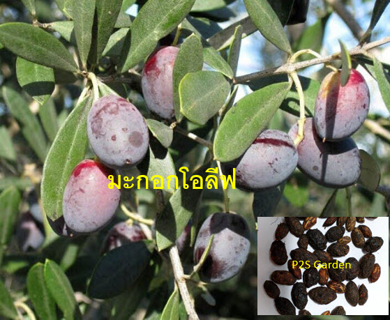 มะกอกน้ำมัน มะกอกโอลีฟ (European Oil - Olive tree) / 5 เม็ด (Malta) หายาก จำนวนจำกัด
