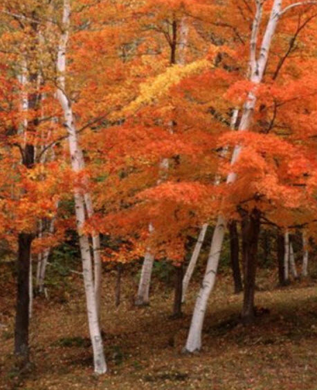 ไวท์เบิร์ช หรือซิลเวอร์เบิร์ช (White Birch / Silver Birch) / 20 เม็ด