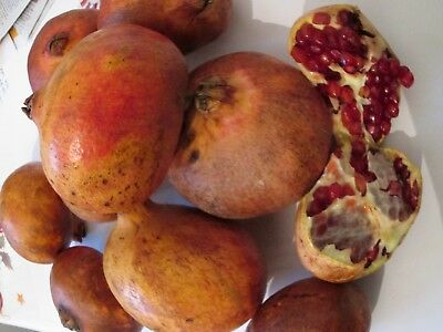 ทับทิมสเปน (Spanish Pomegranate) / 20 เม็ด (UK)