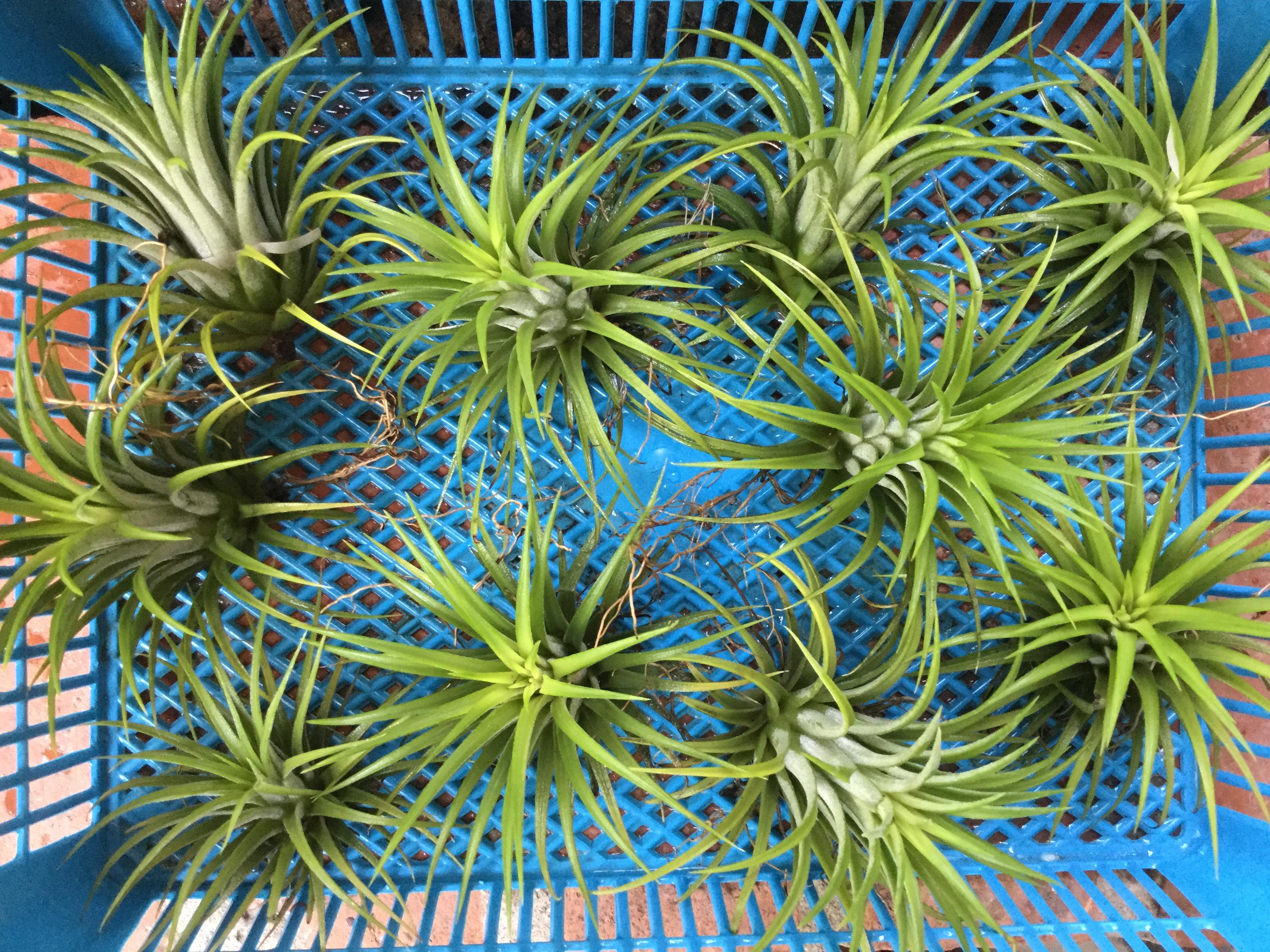 ต้นทิลแลนด์เซีย (Tillandsia) กระถางเล็ก / ต้น