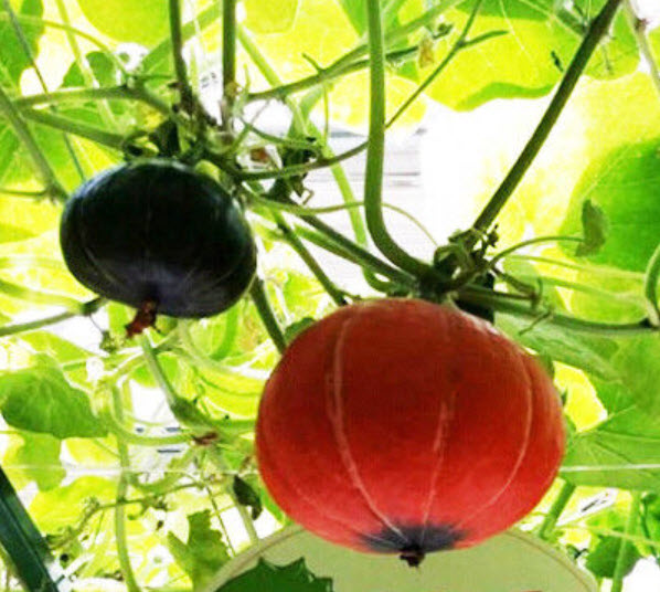 ฟักทอง โคมจีน (Blessing pumpkin) / ซอง 8 เม็ด (B081)