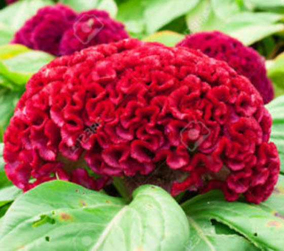 หงอนไก่ (cockscomb) คละสี / 200 เม็ด (Hungary)