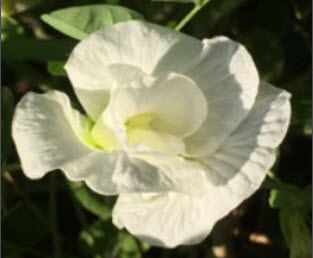 ต้นอัญชัน ดอกสีขาว ซ้อน กระถาง 4 นิ้ว (ต้นกล้า)