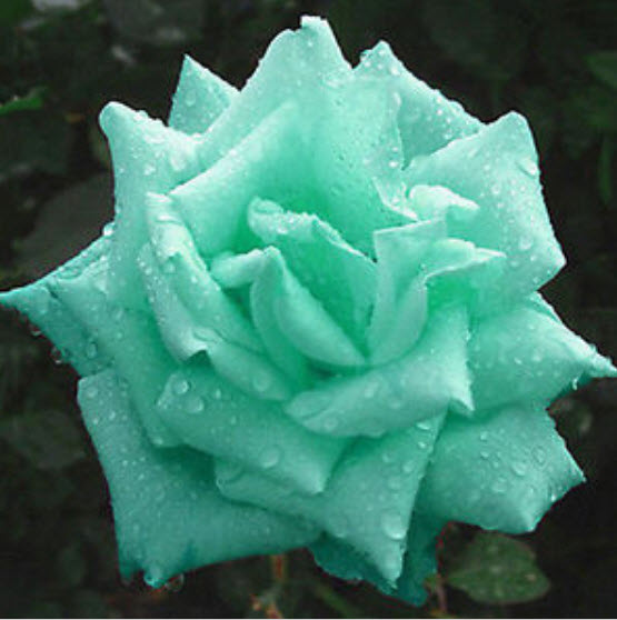 กุหลาบ เขียวมิ้นท์ / 100 เม็ด
