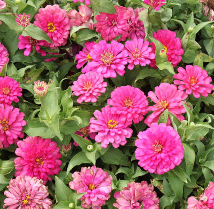 บานชื่น สีชมพูเข้ม ซอง 50 เม็ด (A014)