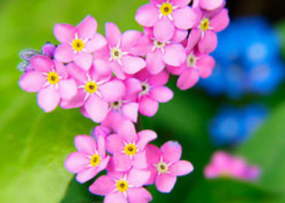 อัลไพน์ ฟอร์เก็ตมีน็อท ( Alpine Forget Me Not) สีชมพู / 400 เม็ด (UK)