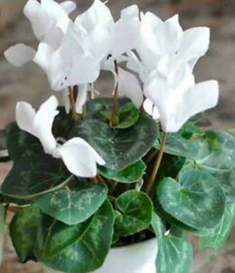 ไซคลาเมน (Cyclamen) สีขาว / 10 เม็ด