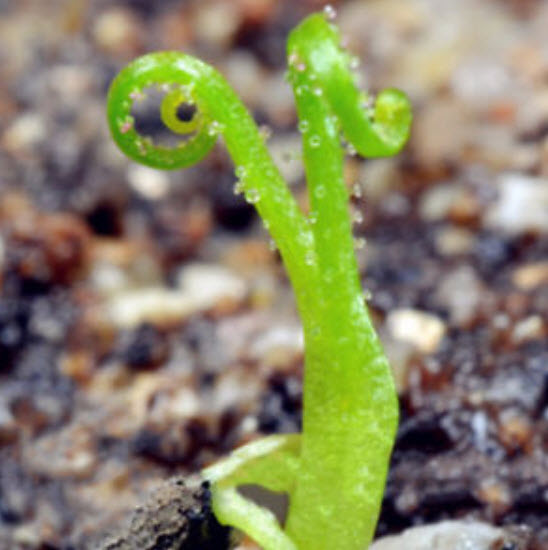 สนน้ำค้างโปรตุเกส (Drosophyllum) คละ / 50 เม็ด