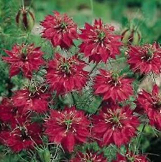 รักในสายหมอก (Love in a Mist / Nigellla damascena) สีแดง / 40 เม็ด (Ukraine)