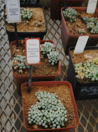 ป็อกกี้ หรือ เฟเนสตราเรีย (Fenestraria) / 5 เม็ด (Australia)