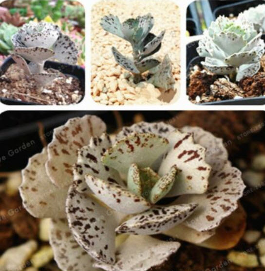 เมล็ดพันธุ์ กุหลาบหิน Kalanchoe Marmorata / 100 เม็ด (China)