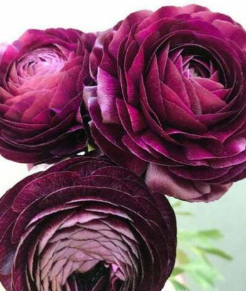 รานังคูลัส หรือบัทเตอร์คัพ (Ranunculus / Buttercup) สีม่วงเข้ม / 100 เม็ด