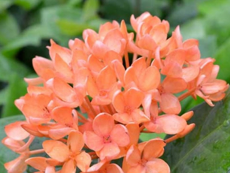 บานบุรีม่วง สีกุหลาบ (Allamanda Violacea) / 50 เม็ด (นอก)