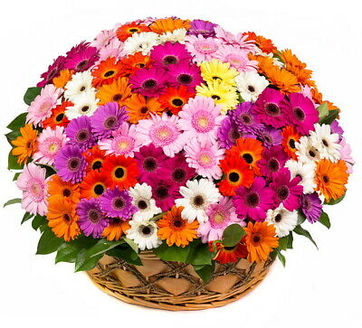 เยอบีร่า (Gerbera) คละสี / 100 เม็ด
