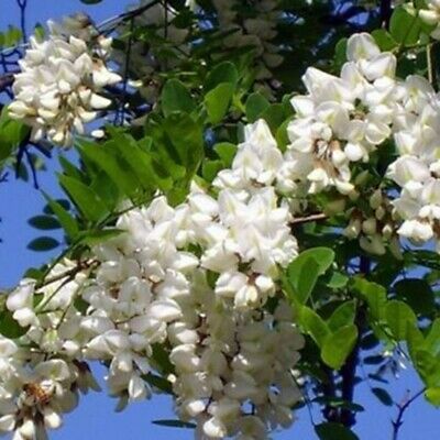 แบล็ค โลคัส (black locust) / 25 เม็ด (Portugal)
