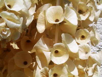 เบลส์ ออฟ ไอร์แลนด์ (Bells of Ireland) / 100 เม็ด (Serbia)