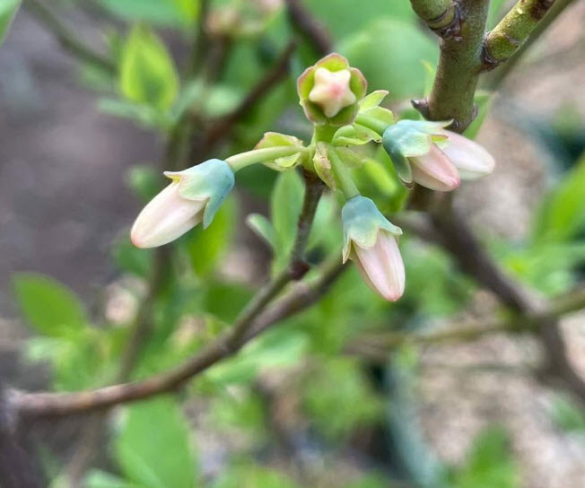 ต้นบลูเบอรี่ (Blueberry) ลูกใหญ่ สูง 40-60 ซ.ม. ต้นไม้นำเข้า