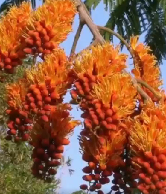 ต้นทองพลุ (Colville's Glory) สูง 20-40 ซ.ม.