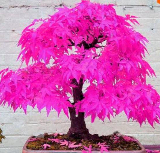 เมเปิ้ลญี่ปุ่น (Japanese Maple) สีชมพู / 30 เม็ด (แบบ 1)