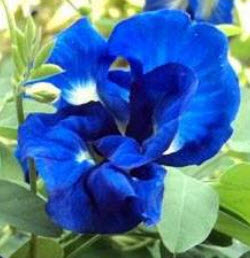 อัญชัน สีน้ำเงิน ซ้อน / 15 เม็ด (P2S)