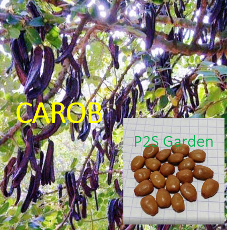 คารอป Carob พืชใช้แทนช็อคโกแลต โกโก้ ไม่มีคาเฟอีน / 20 เม็ด (Algeria)