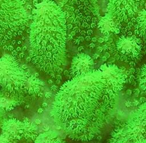 Water Grass คละสี / 1,000 เม็ด (นอก)