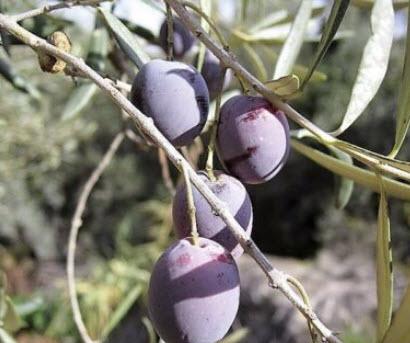 มะกอกแคนิโน (Canino Olive) หรือมะกอกดำ / 5 เม็ด (USA)