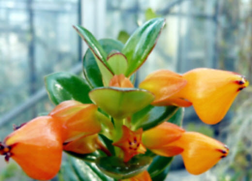 ปลาทอง (Goldfish plant) / 25 เม็ด (นอก)