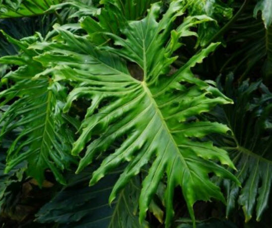 ฟีโลเดนดรอน ใบแฉก (Philodendron Bipinnatifidum) / 15 เม็ด (Spain)
