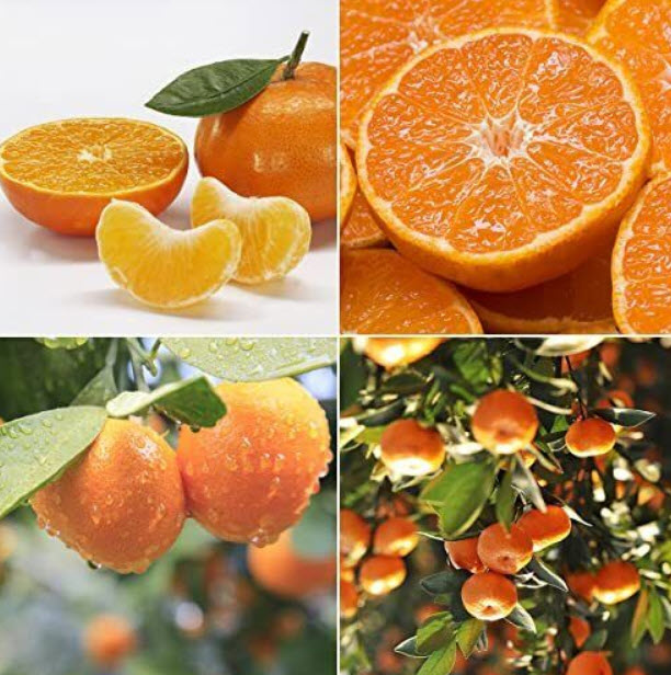 ต้นส้มนาเวล เนเวล (Navel orange) ส้มสะดือ สูง 35-50 ซ.ม. / ต้น