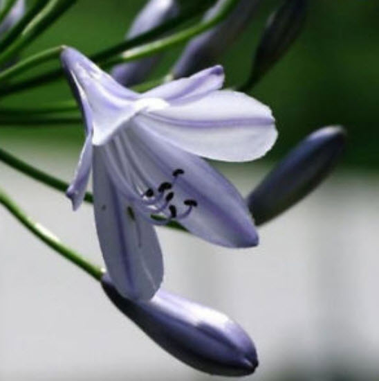 คลิเวีย (Clivia) ม่วง / 5 เม็ด