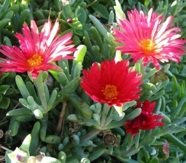 ไอซ์ แพล้นท์ (Ice Plants / Livingstone Daisy) คละ / ซอง 30 เม็ด (A213)