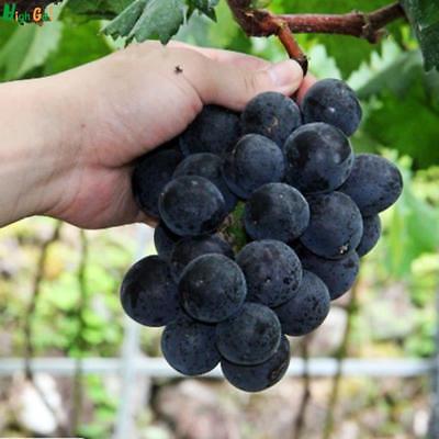 องุ่นดำเคียวโฮญี่ปุ่นบอนไซ (Kyoho grape) / 18 เม็ด (นอก)