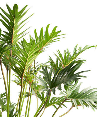 ฟิโลเดนดรอน (Philodendron bonsai) คละ / 50 เม็ด