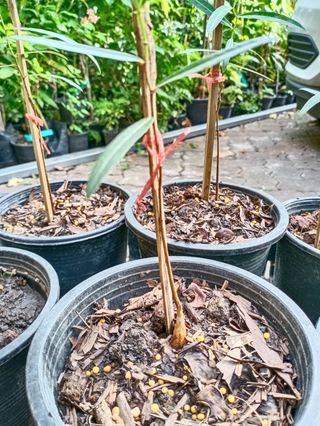 ต้นขวด bottle tree / Brachychiton Rupestris เพาะเมล็ด สูง 10-30 ซ.ม. กระถาง 6 นิ้ว