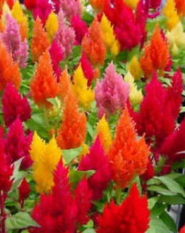 สร้อยไก่ (Plumed Celosia) พันธุ์เตี้ย คละสี / 800 เม็ด (Serbia)