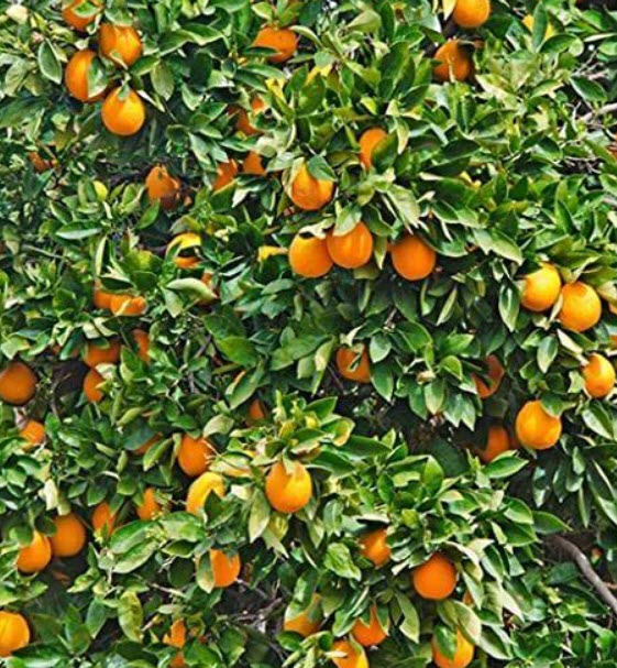 ต้นส้มนาเวล เนเวล (Navel orange) ส้มสะดือ สูง 35-50 ซ.ม. / ต้น