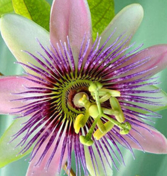 สร้อยฟ้า (Passion Flower) คละ / 100 เม็ด
