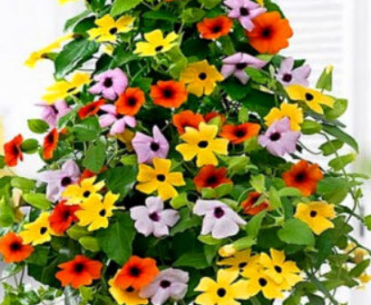 แววตา (Black Eyed Susan - Sunrise) คละ / 35 เม็ด (UK)