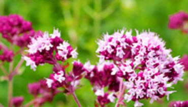 ออริกาโน (Oregano / Origanum vulgare) ม่วง / 2,000 เม็ด (UK)