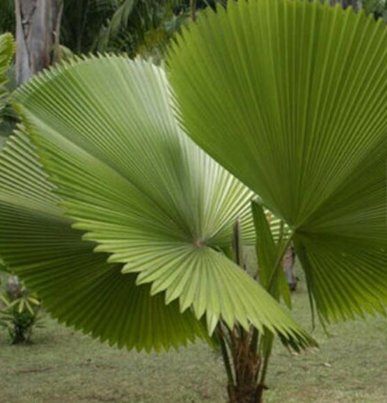 ปาล์มจีน หรือปาล์มเซี่ยงไฮ้ (Chinese Palm Tree) / 10 เม็ด (China)
