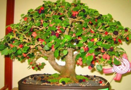 แบล๊ค มัลเบอรี่ (Black Mulberry / Morus nigra) บอนไซ / 65 เม็ด (UK)