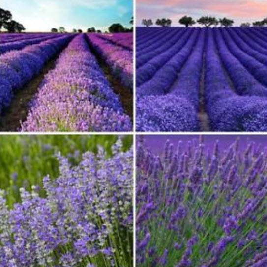 ลาเวนเดอร์ไล่ยุง (Mosquito Repellant Lavender) / 100 เม็ด