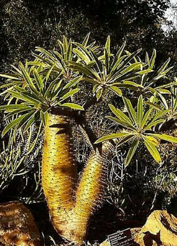 ปาล์มมาดากัสการ์ (Madagascar Palm) / 5 เม็ด (France)