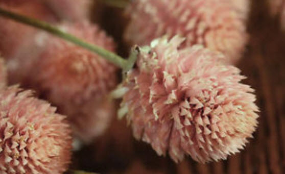 บานไม่รู้โรย สีแซลมอน / 25 เม็ด (Australia)
