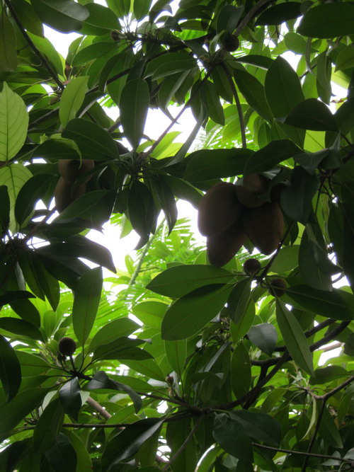 ละมุด กะสวยมาเลย์ (Sapodilla) / 10 เม็ด