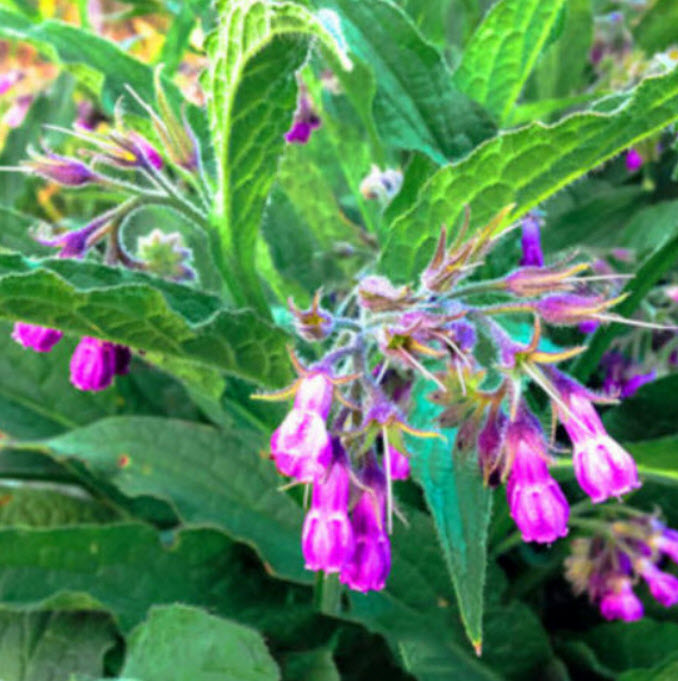 คอมเฟรย์ (Comfrey) พืชสมุนไพรยอดนิยม / 25 เม็ด (Spain)