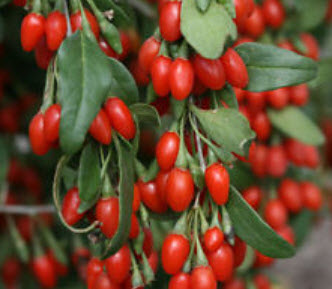 โกจิเบอรี่ / เก๋ากี้ (Gojiberry) / 200 เม็ด