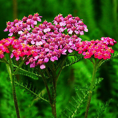 อชิเลีย (Achillea) สีชมพู / ซอง 50 เม็ด (A192)