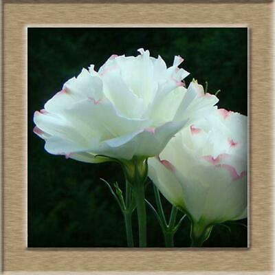 ไลซิแอนธัส (Lisianthus) คละ / 100 เม็ด